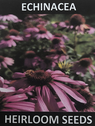 Heirloom seeds Echinacea 50seeds